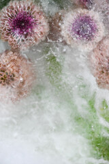 Fototapeta premium Close up of Dottie Micro Poms Chrysanthemum Flowers Frozen in Ice