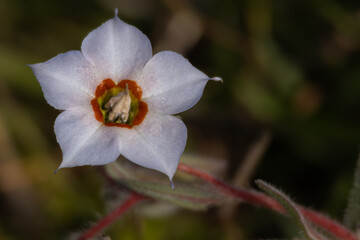 Obraz premium Close up photograph of trichodesma indicum flower blooming in summer season within natural forest habitat in himachal pradesh india.