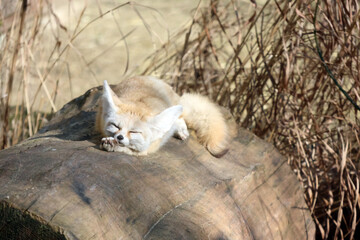 Fototapeta premium Fennec Fox Resting on Log Amidst Dry Grass in Natural Habitat
