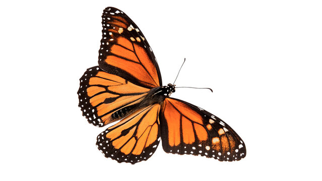 Monarch butterfly resting with open wings  isolated on transparent background cut out