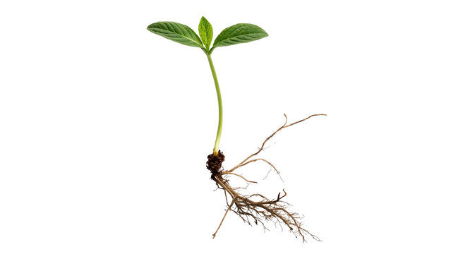 Plant seedling growing with roots visible isolated on transparent background cut out