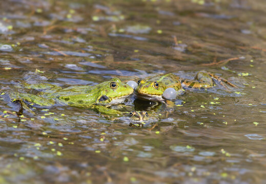 A pair of Marsh Frogs (Pelophylax ridibundus) in amplexus during their mating ritual in a sunny pond.