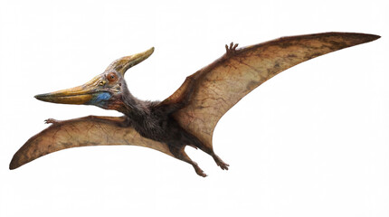 Obraz premium Pteranodon Longiceps Flying Side View – Prehistoric Pterosaur in Profile
