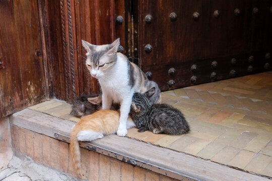 Marrakech, Morocco Feral car mother nursing her kittens.