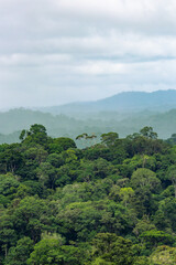 Obraz premium Misty morning over the Amazon rainforest canopy, French Guiana. Atmospheric tropical jungle wilderness panorama near Saül. Breathtaking scenic landscape.
