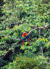 Pair of scarlet macaws perched and interacting on a tree branch in the lush tropical canopy of French Guiana, South America. © Valentin