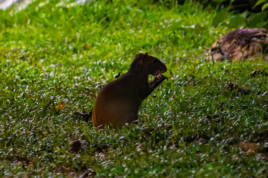 Red-rumped agouti (Dasyprocta leporina) eating on a grassy forest floor in French Guiana. Wild Amazonian rodent in its natural habitat.