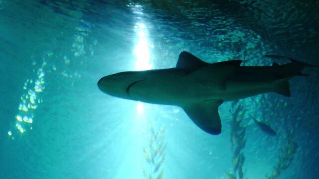 Low-angle view of a large shark swimming gracefully in clear blue water, with bright sunlight rays filtering through the surface and kelp in the background.