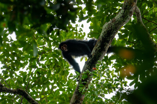 Black Spider Monkey (Ateles paniscus) with red face perched on a tree branch in French Guiana. Wild primate in the Amazonian rainforest canop