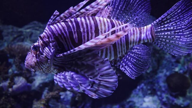Vibrant Red Lionfish showcasing its venomous spines and striking striped pattern while swimming gracefully near a coral reef in an aquarium. 