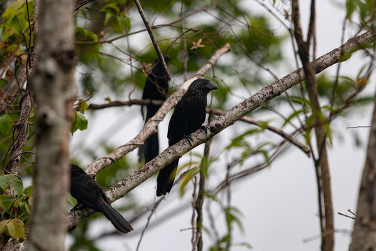 A group of Groove-billed Anis (Crotophaga sulcirostris) with distinct grooved bills perched on branches in the lush French Guiana tropical forest.