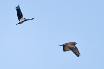 Obraz premium Hooded Crow mobbing a Common Buzzard in flight, Cyprus wildlife.