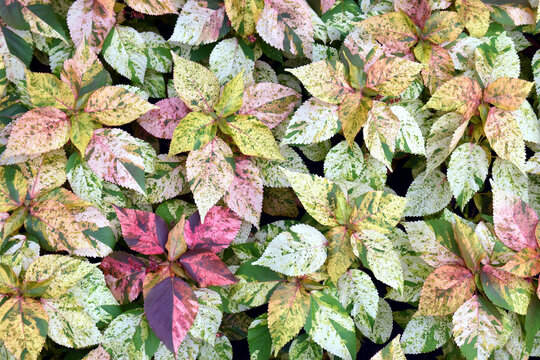 colourful variegated copperleaf or acalypha wilkesiana leaf, ornamental plant background