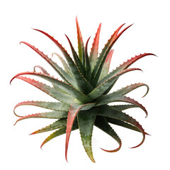 Fototapeta premium A vibrant aloe vera plant with sharp green and red leaves on a transparent background