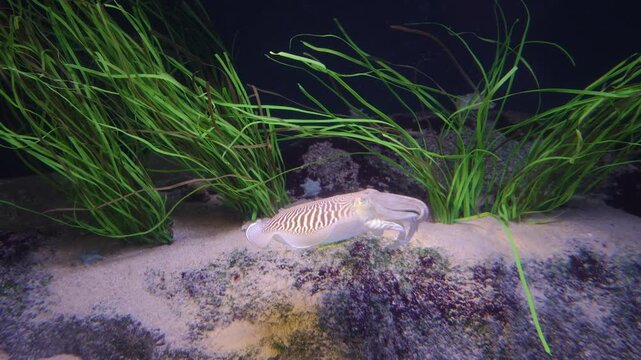 Cuttlefish swimming gracefully over a sandy seabed with lush green seagrass in the background. The cephalopod displays its natural camouflage pattern in a clear underwater environment.