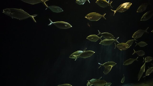 School of Pompano fish swimming in dark, deep blue water. Natural light illuminates their silver bodies against a dark background in an aquarium
