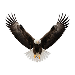 Obraz premium A majestic bald eagle spreads its wings in flight against a transparent background