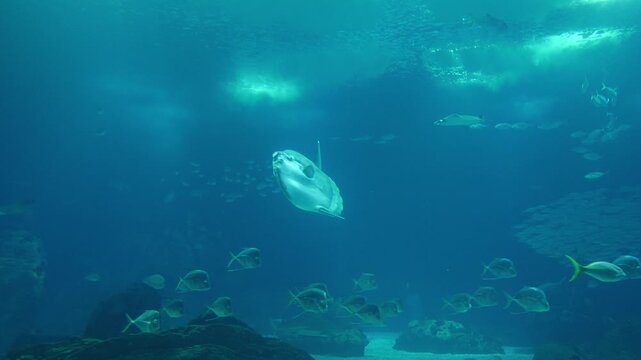 Ocean sunfish (Mola mola) swimming in a deep blue aquarium tank with coral reefs and sunlight. Majestic underwater view of the world's heaviest bony fish. Lisbon Oceanarium