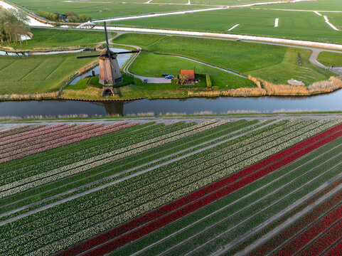 Aerial view of the historic windmill standing proudly beside a narrow canal, contrasting with vibrant tulip fields in neat rows, Schermerhorn, north holland, Netherlands.