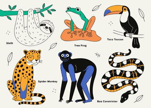 Cute cartoon rainforest animals set. Sloth, tree frog, toco toucan, spider monkey, jaguar and boa constrictor. Jungle wildlife vector illustrations. vector icon

