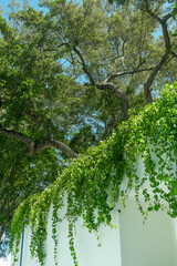 Fototapeta premium Ivy wall in garden or park,cozy backyard in summer,Contemporary interior design of rest space,minimal concept,space for text.