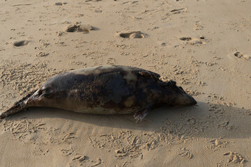 Bébé phoque sur la plage de Vieux-Boucau – scène naturelle © DAUZATS