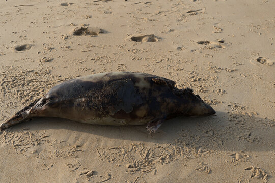 B&eacute;b&eacute; phoque sur la plage de Vieux-Boucau &ndash; sc&egrave;ne naturelle