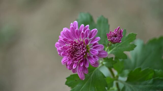 Chrysanthemums flower in a blurry background. sometimes abbreviated to&nbsp;mums&nbsp;or&nbsp;chrysanths, are&nbsp;perennial&nbsp;herbaceous&nbsp;flowering plants&nbsp;in the family&nbsp;Asteraceae.