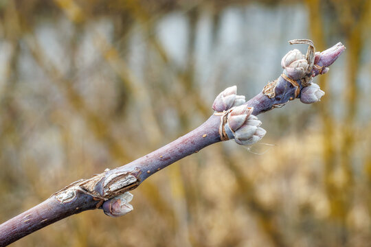 A branch of wood with fresh buds that begin to open, symbolizing the early growth of spring and renewal of nature.