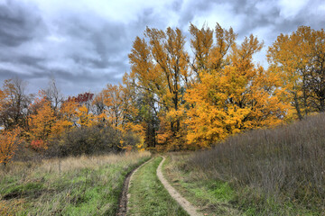 Fototapeta premium Winding dirt path through a vibrant autumn forest with golden foliage under a cloudy sky