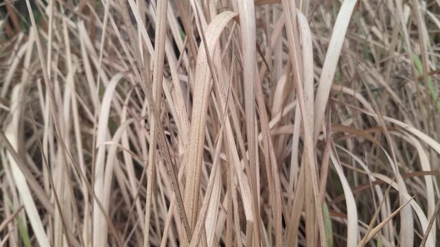 Close-up of dry elephant grass (Imperata cylindrica) swaying gently in the soft wind during a sunny day in an outdoor field
