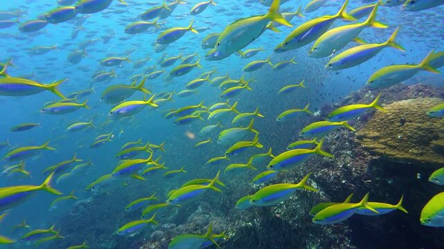 Richelieu Rock, Thailand: Dramatic footage of a large school of many yellow tail fusiliers that swim in front of a scuba diver in the  Richelieu Rock dive site in the Andaman sea in Thailand