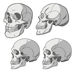 Set of human skull illustrations showing different angles and anatomical structures in grayscale hand drawn sketch style for medical or art studies © Monira