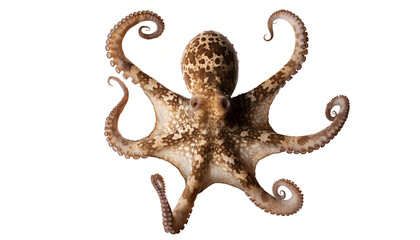 Obraz premium octopus isolated on white