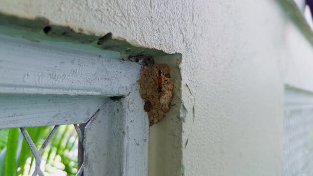 Close Up View Of Mud Dauber Wasp Building Nest On Wall Corner Using Wet Soil Pellets, Time Lapse Insect Construction Behavior And Natural Architecture Process In Warm Outdoor Light