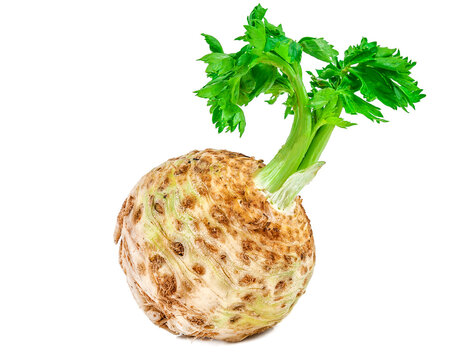 Raw celery root with green twig leaves on white background