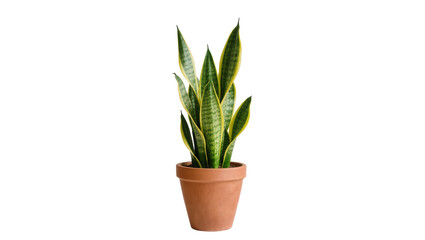 Isolated potted snake plant with variegated green and yellow leaves in a terracotta pot © Hannah
