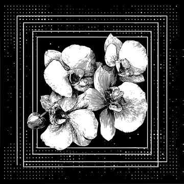 Elegant monochrome drawing of orchids with detailed line work inside a dotted border design