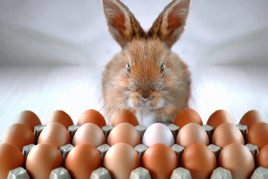 Ostern, Hase,  Osterhase, Eier, Ostereier