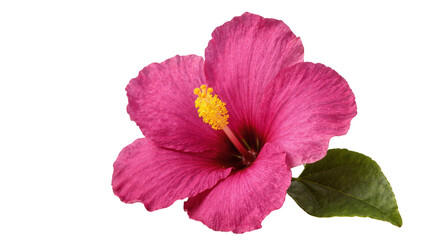 Isolated vibrant pink hibiscus flower with yellow stamen and green leaf blooming brightly © Hannah
