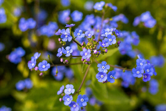 Blue forget-me-not flowers (Myosotis) blooming in spring with soft background