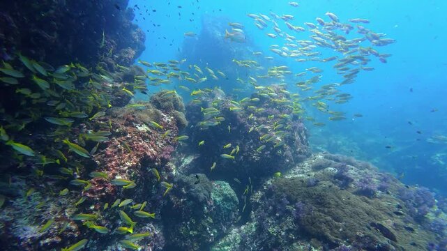 Richelieu Rock, Thailand: POV footage of the dramatic Richelieu Rock dive site underwater topography filled with canyon and tropical yellow tail fusiliers in the Andaman sea near Khao Lak in Thailand.