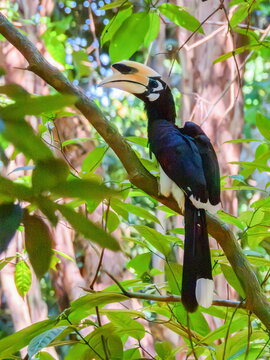 Calao, Oriental Pied Hornbill bird, Anthracoceros albirostris, on a branch, Ko Phayam, Thailand