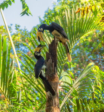 Calaos, Oriental Pied Hornbill birds, Anthracoceros albirostris, on a branch, Ko Phayam, Thailand
