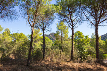 Fototapeta premium Mediterranean woodland with pine trees and natural vegetation in Sardinia