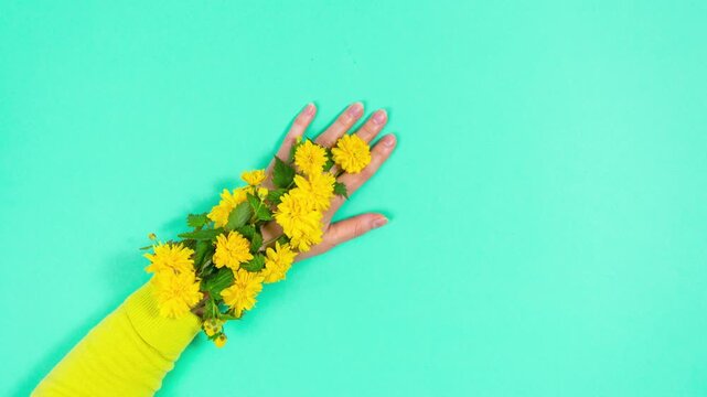 Natural flowering branches covered with yellow flowers grow from yellow sleeve on woman's arm. Greenish-blue background. The arrival of spring and symbol of femininity. Copy space. Stop motion animati