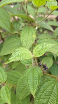 Close-up of Melastoma affine leaves and ripe dark berries, also known as Blue Tongue or Malabar Melastome, in a lush tropical garden