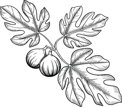 A detailed sketch of fig leaves and ripening figs on branch