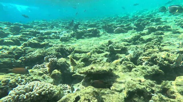 Submerged Marine Wonderland: A Breathtaking Glimpse Into an Underwater Ecosystem With Diverse Fish and Vibrant Coral Reefs Dancing Beneath the Water's Surface