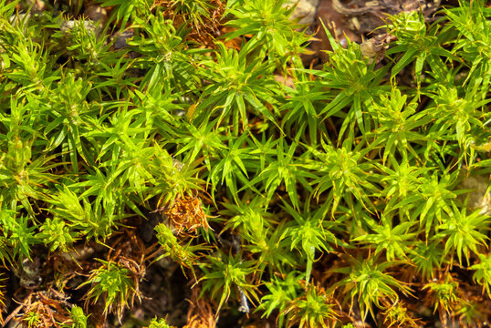 Macro shot with Common Haircap Moss (Polytrichum commune)